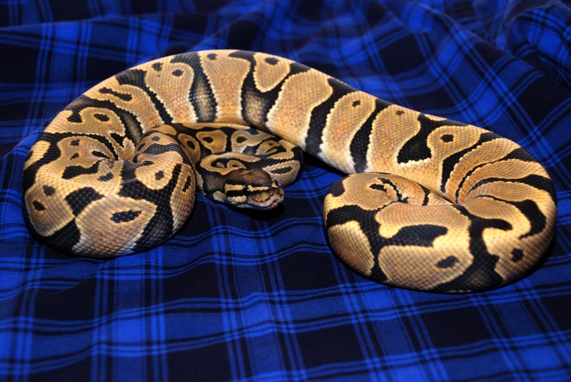 Orange Ghost Male