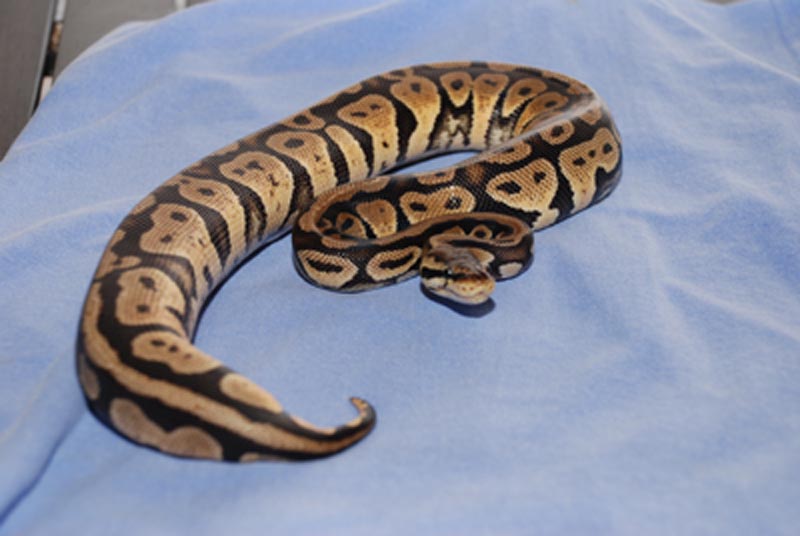 Pastel Granite Female
