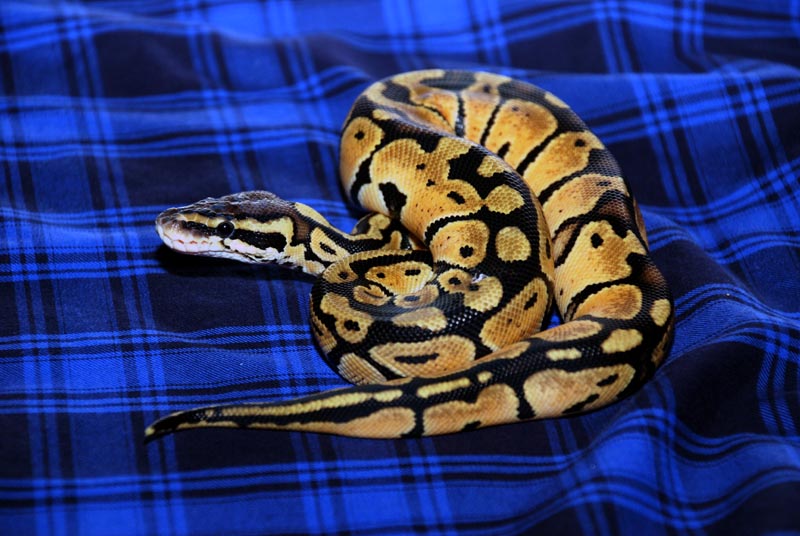 Pastel Possible Het Clown Female