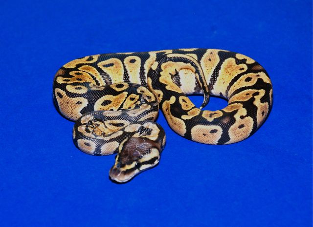 Pastel Het Clown Female 1
