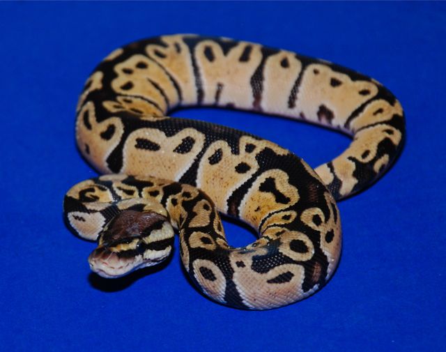 Pastel Het Clown Female 2