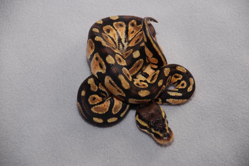 66% Pastel Het Pied Male 2