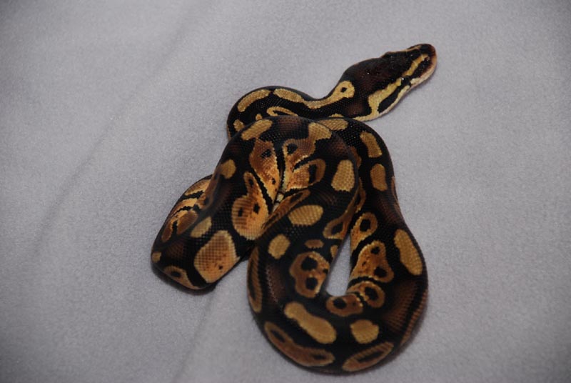 66% Pastel Het Pied 3