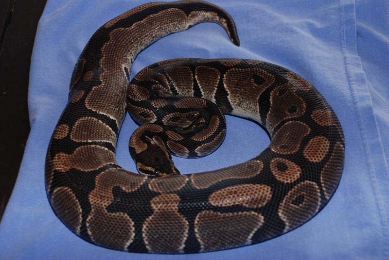 Reduced Normal Female 1