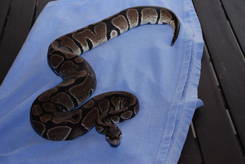 Reduced Normal Female 3