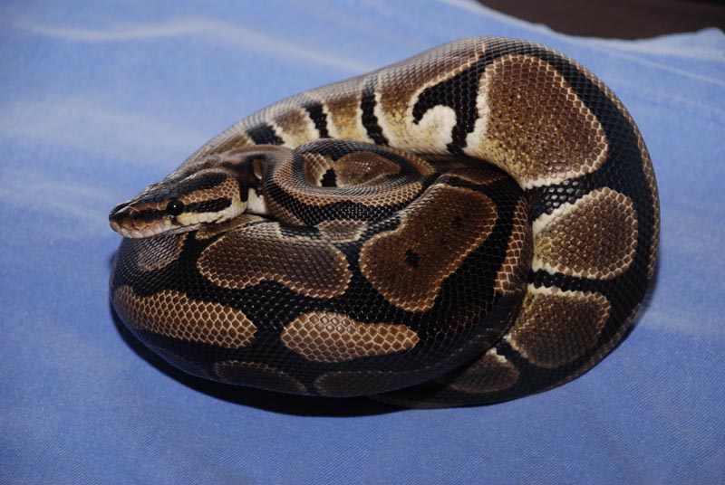 Reduced Normal Female 4