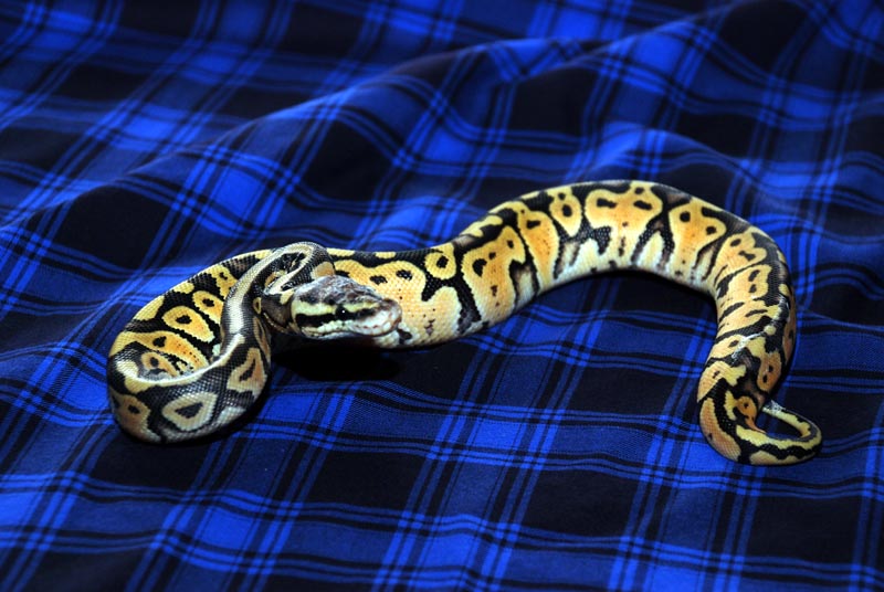 Super Pastel Possible Het Clown