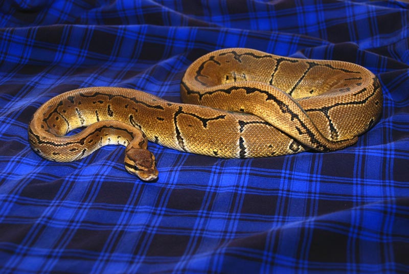 Pinstripe Male - Tony Soprano