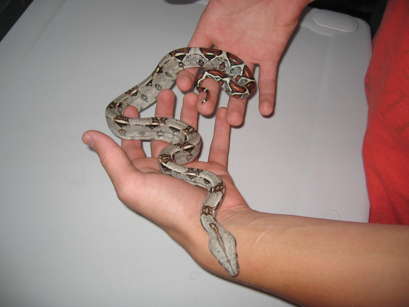 My Female Het Albino :)