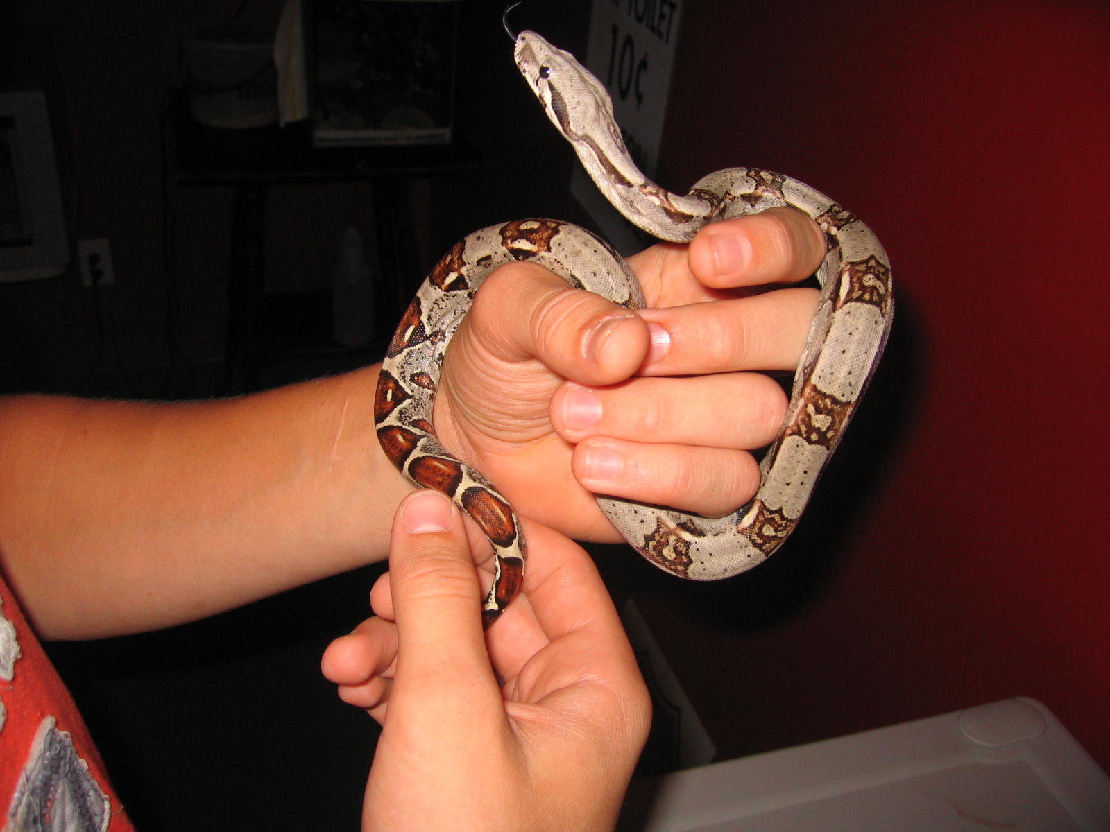 My Female Het Albino :d