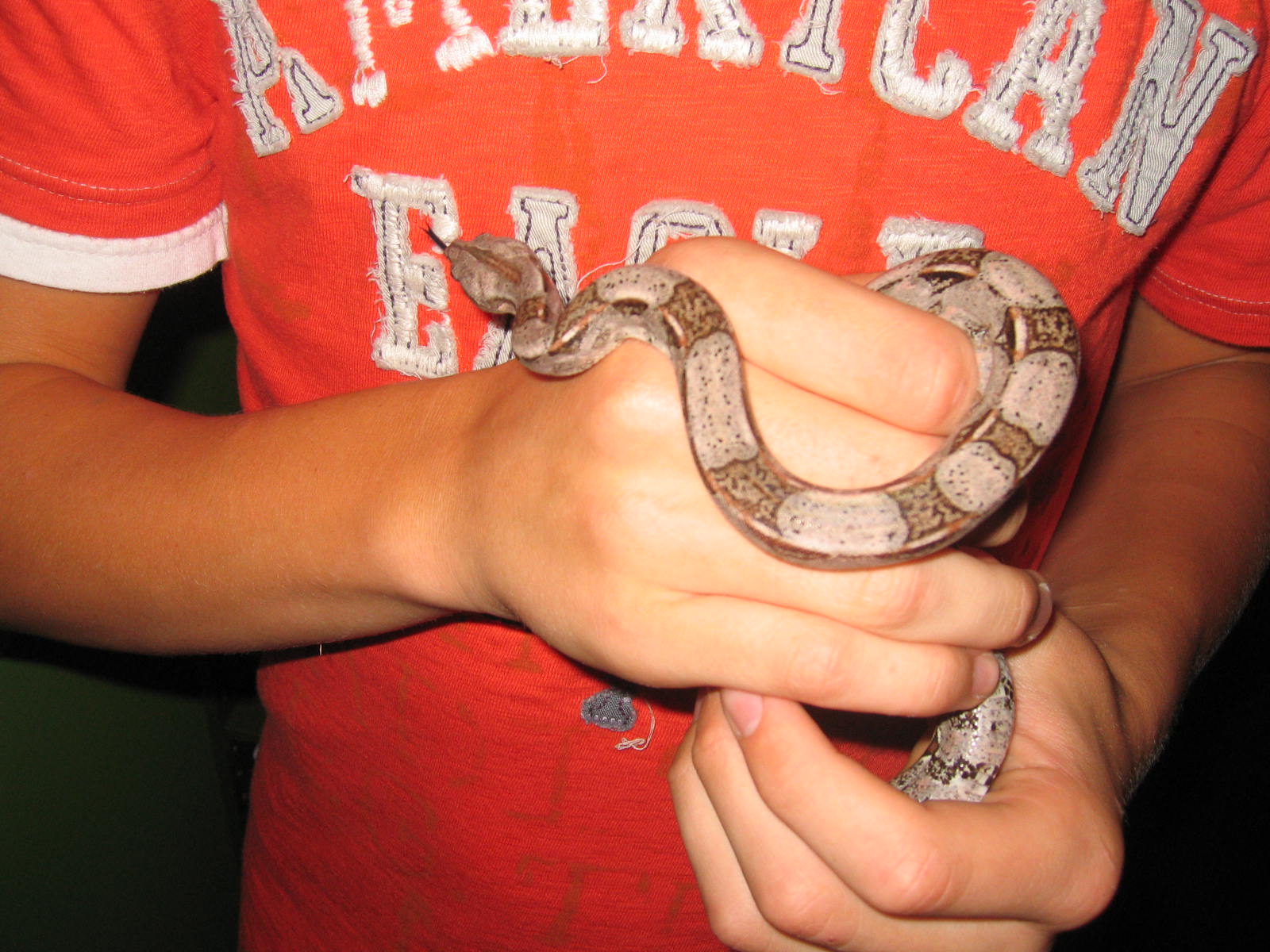 Male Het Albino 