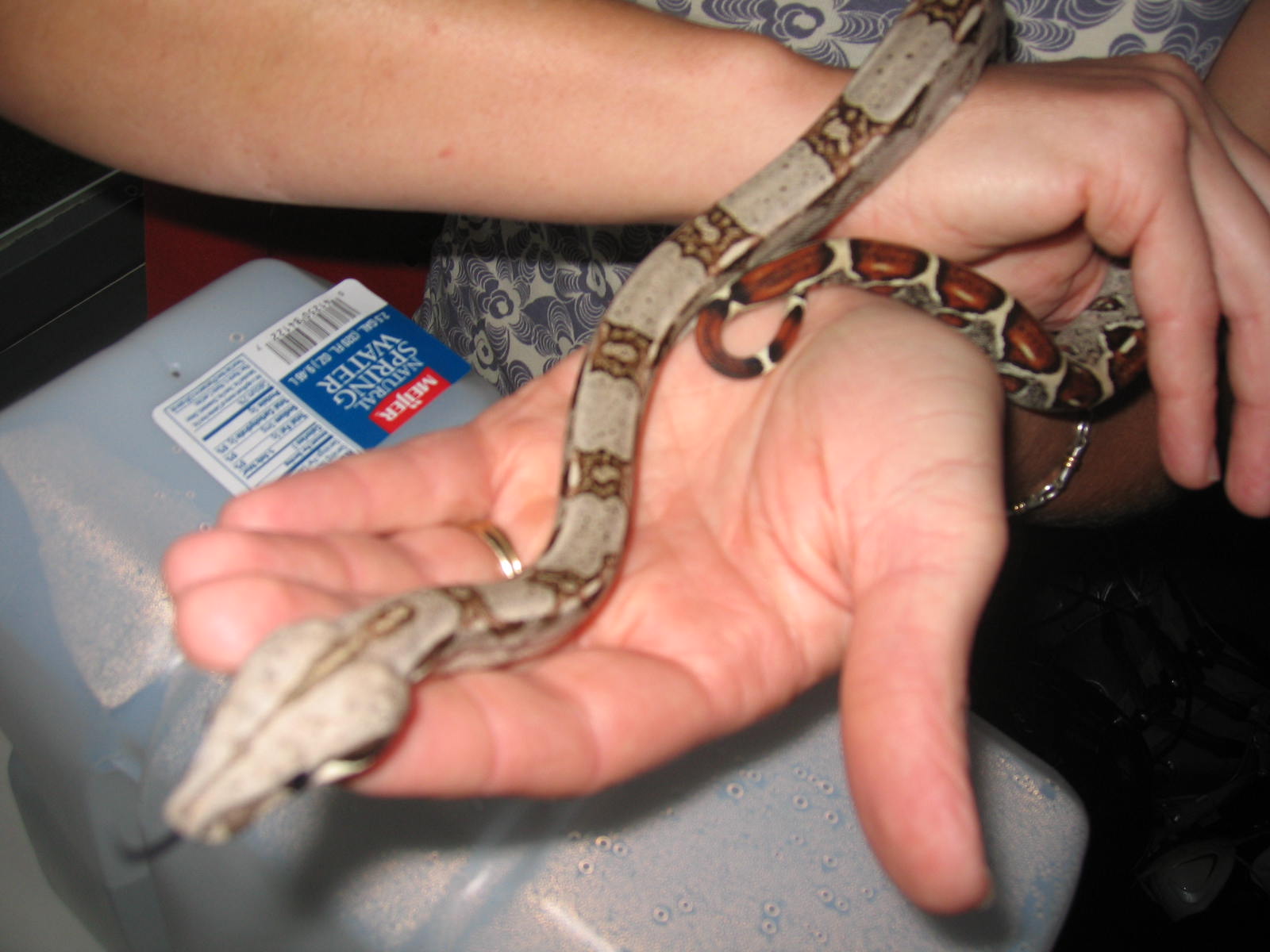 My Female Het Albino 