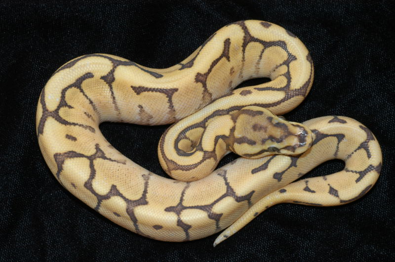 Image0008