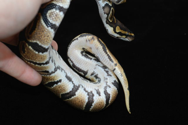 Het Pied