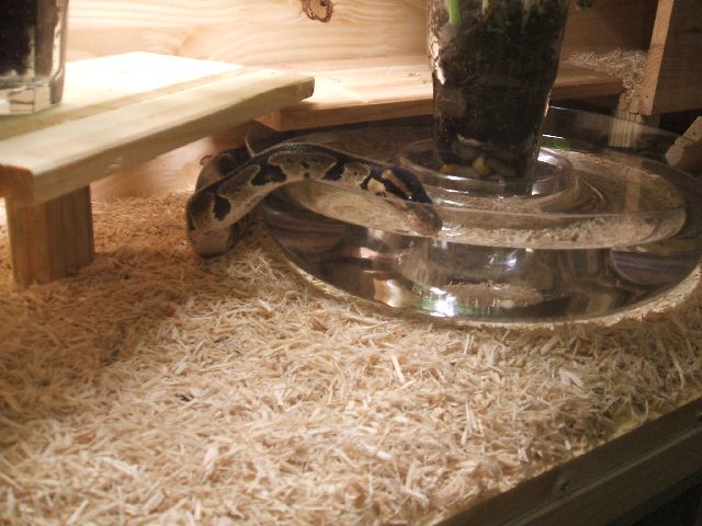 Mdpythons