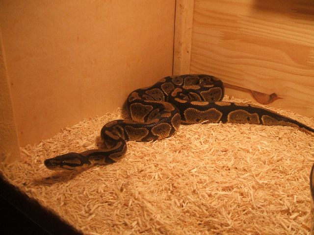 Mdpythons