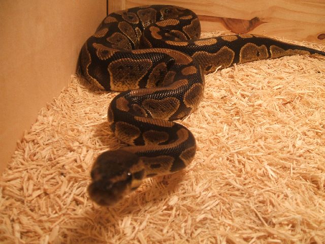Mdpythons