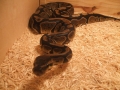 Mdpythons