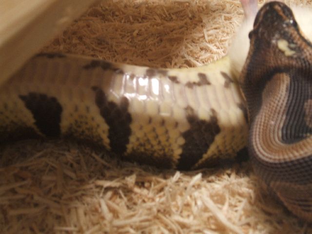 Male (normal/yb?) And Female