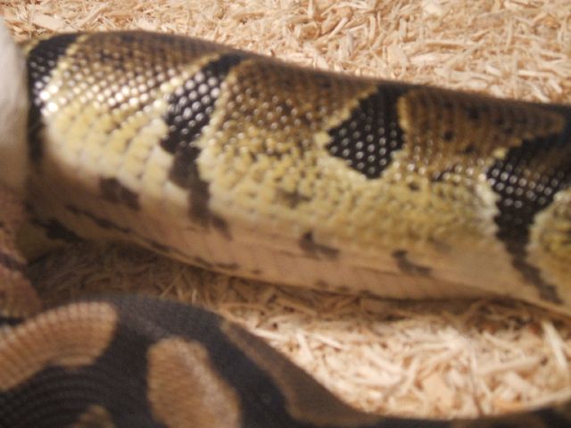 Male (normal/yb?) And Female