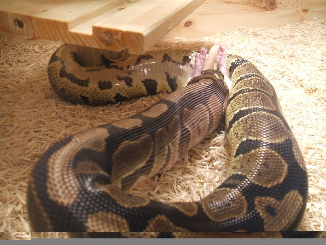 Male (normal/yb?) And Female