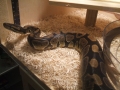 Mdpythons