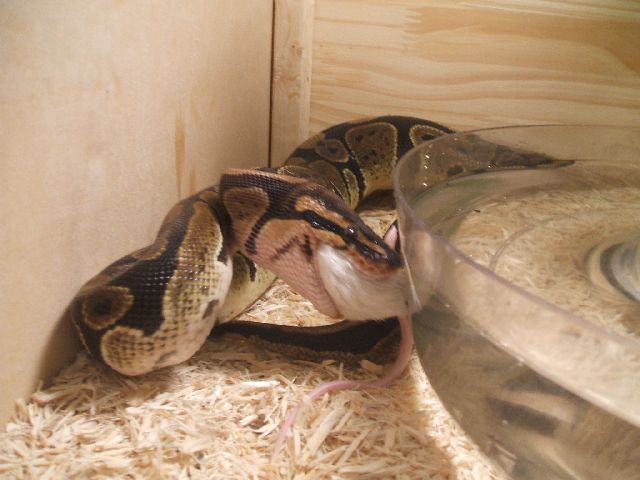 Mdpythons