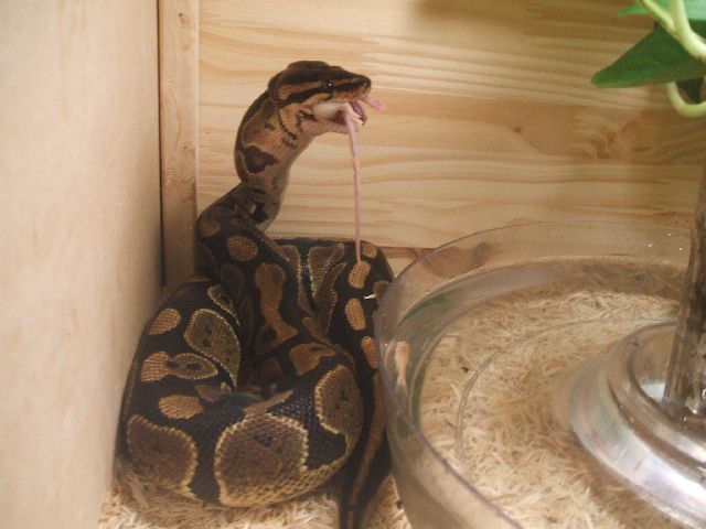 Mdpythons