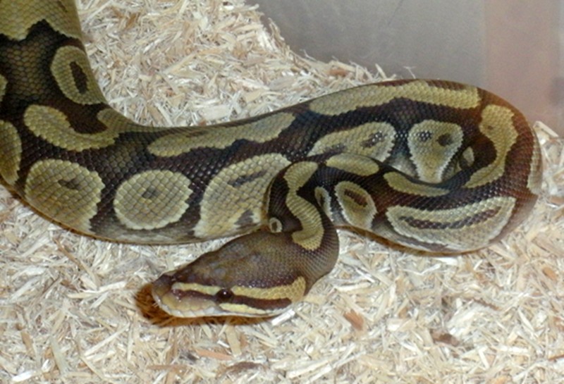Hypo Female