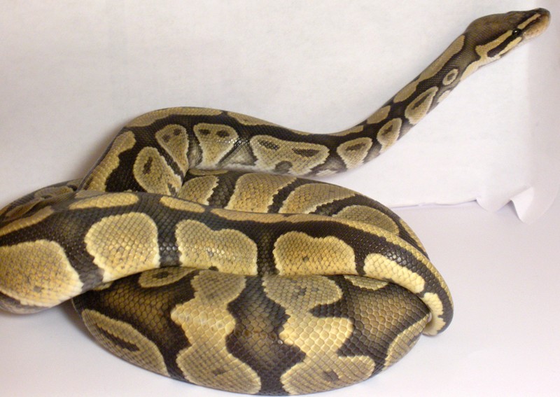 Hypo Female
