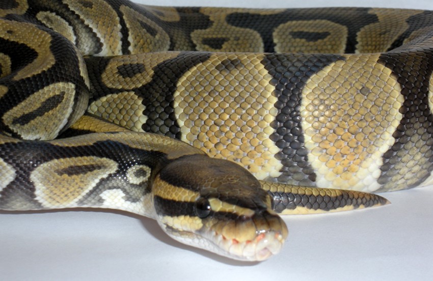 Hypo Female