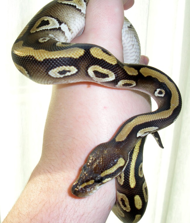 Mojave