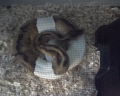Female Pied