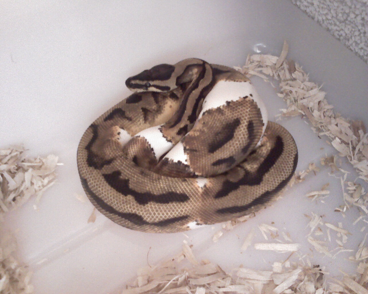 Male Pied