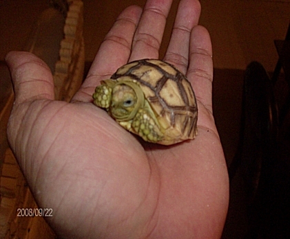 Baby Sulcata 08