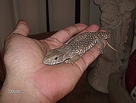 Baby T-rex Savannah Monitor