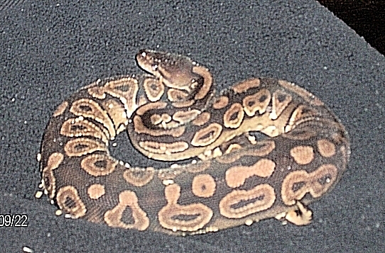 Female Cinnamon Pastel