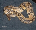 Female Pastel