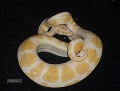 Male High Contrast Albino