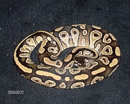 Male Mojave