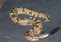 Male Yellowbelly Aka "het Ivory"