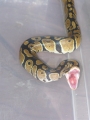 Ball Python Reconecting Jaw