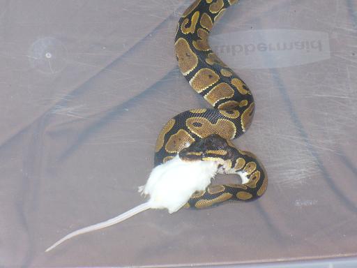 Some Pictures Of Rambo..(ball Python)