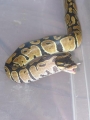 Some Pictures Of Rambo..(ball Python)