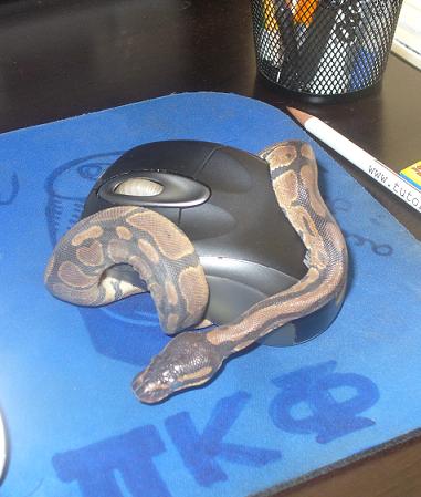 Wrong Mouse