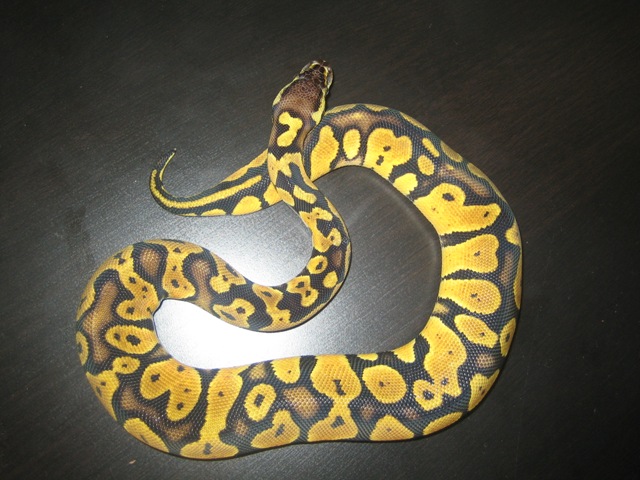 Mutant