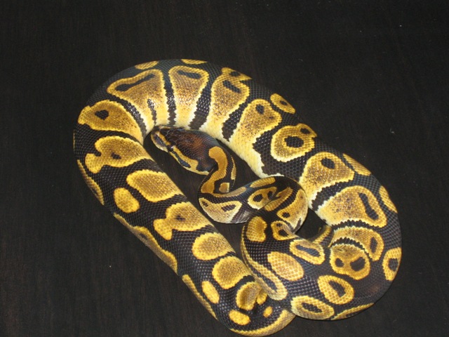 Mutant