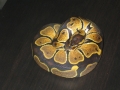 Mutant