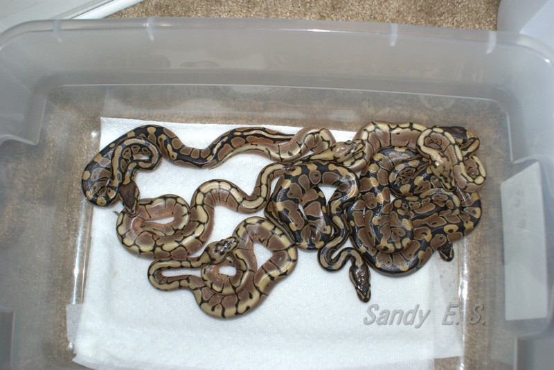 Hatchlings