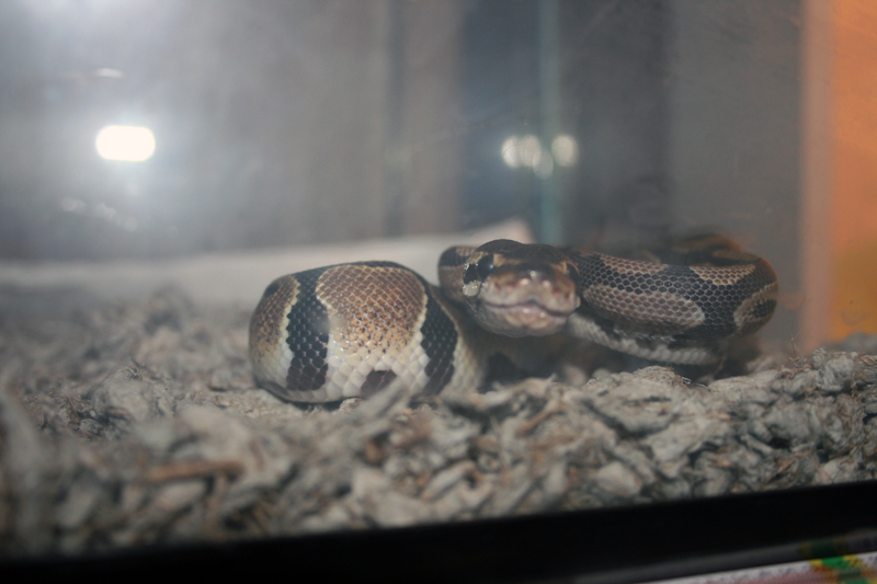 First Feeding